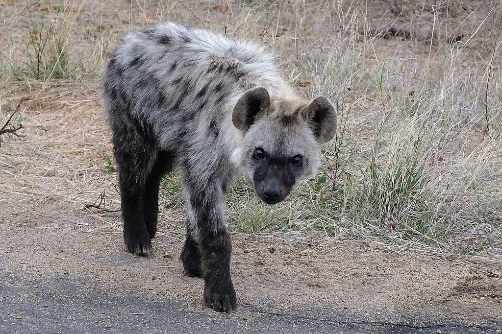 HourlyYeen tweet media