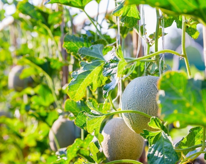 VegPlotter.com tweet media