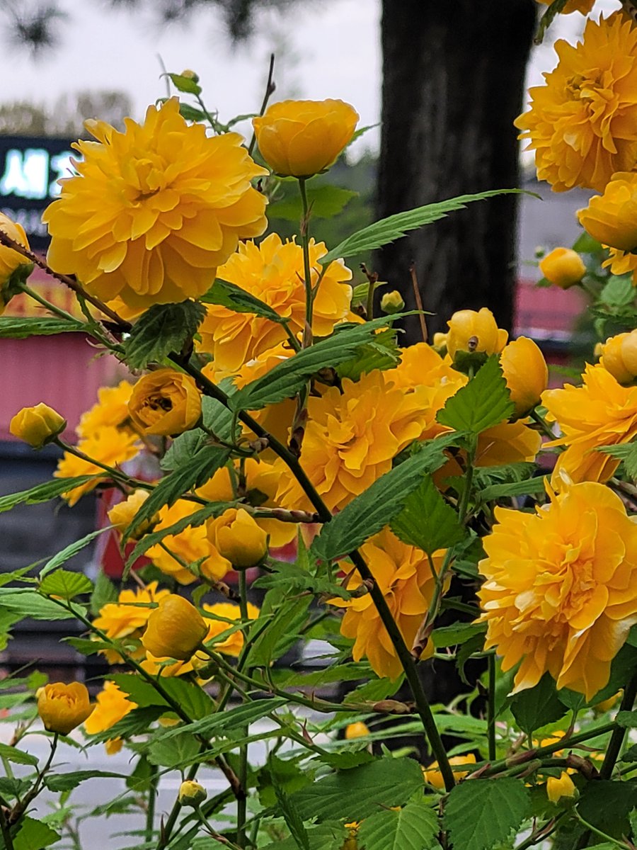 베로니카 tweet media