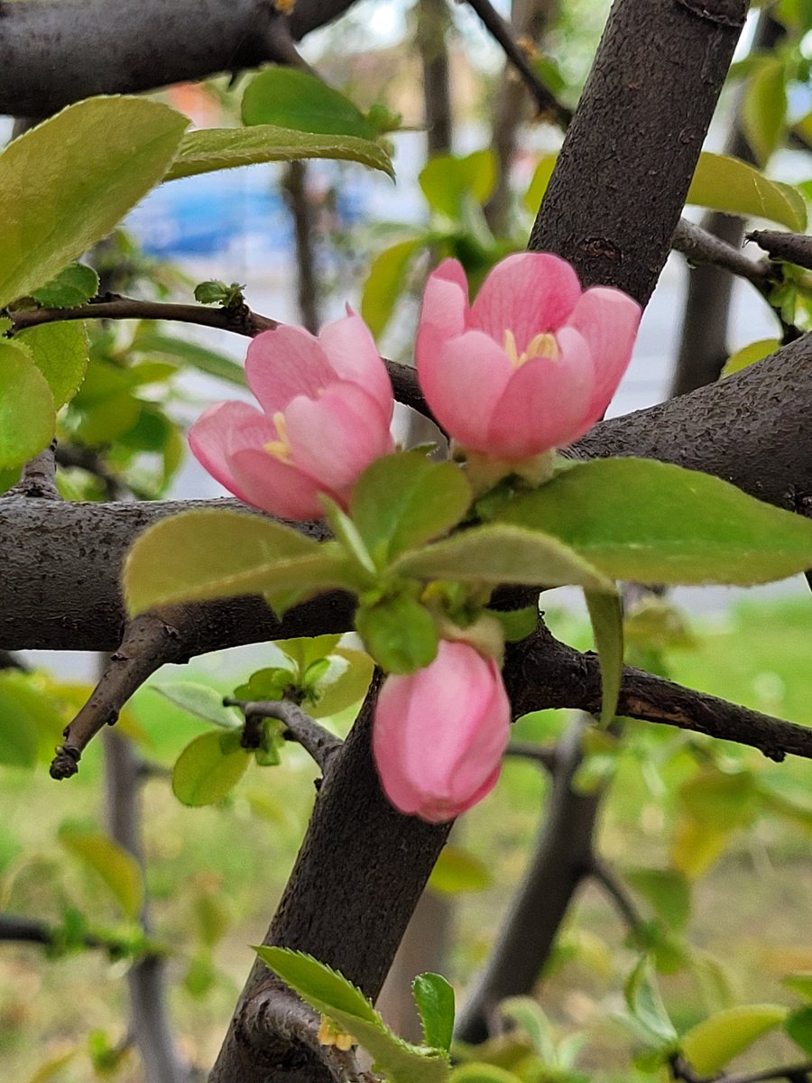 베로니카 tweet media