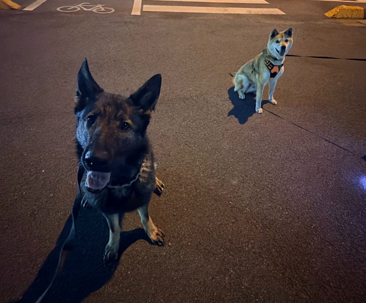 オヤツタイムの時だけドイツ語が通じるようになる和雑種と、日本語が通じるようになる独犬種。