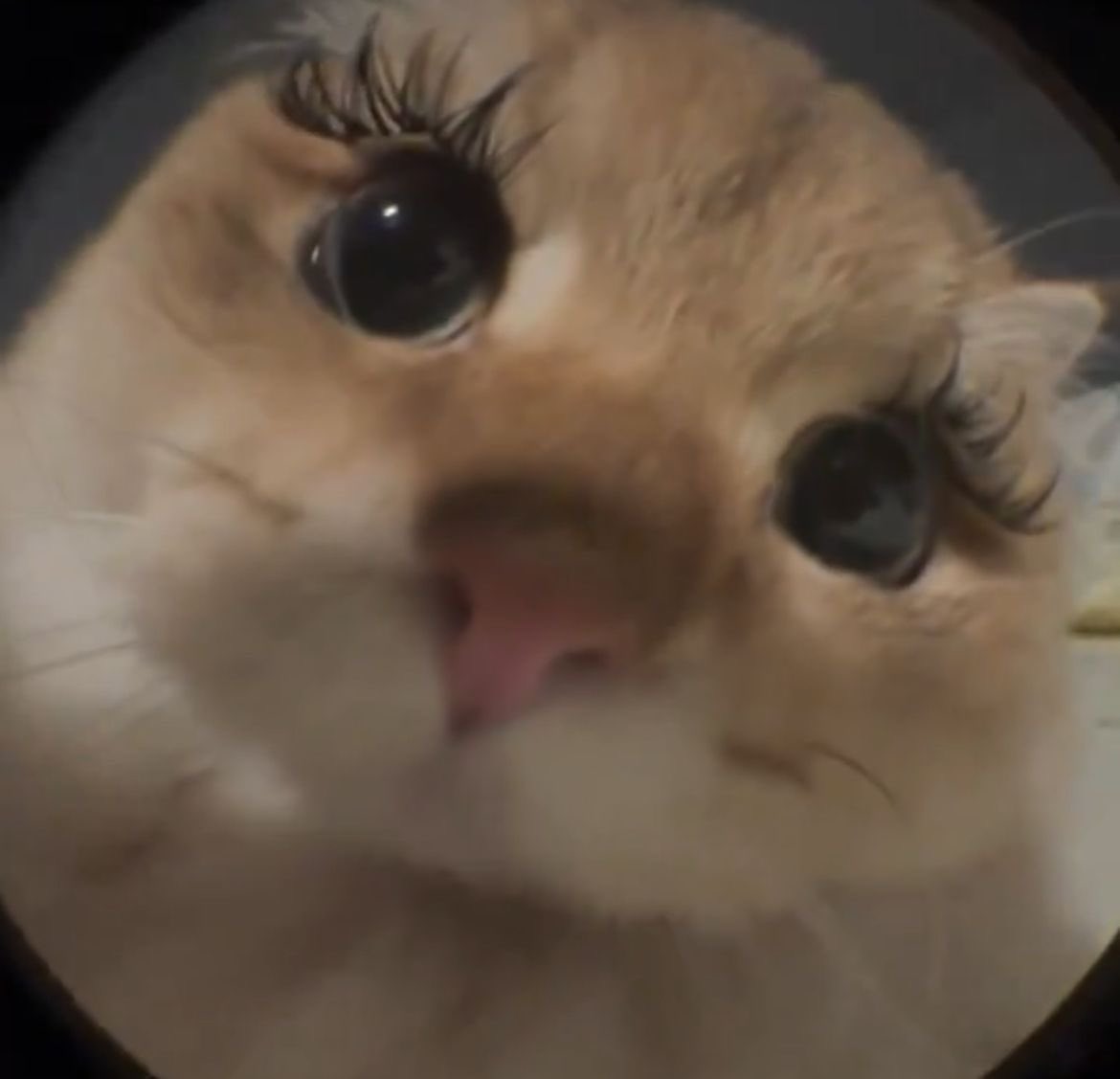 초코 .ᐟ.ᐟ tweet media