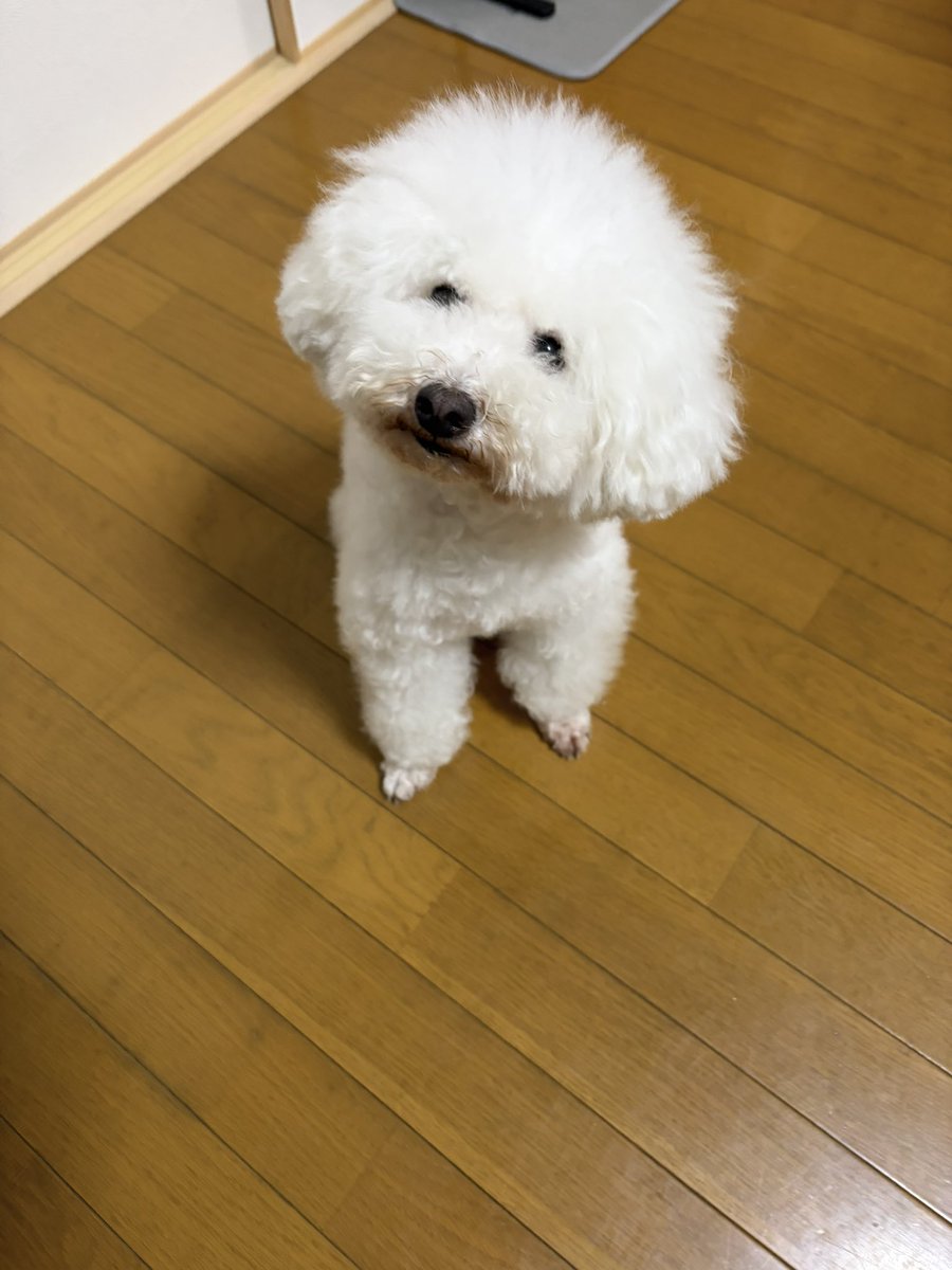 マロ＆ミルク tweet media