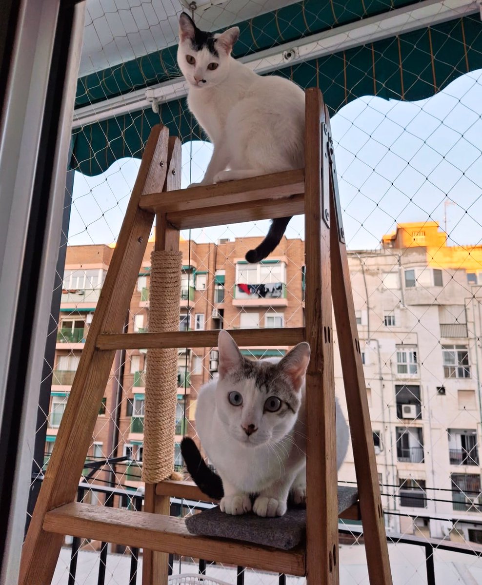 Alegrón de familia numerosa: 
MATY Y MATISSE ADOPTADOS JUNTOS !!🎉🎉🎉
Ya están en SU hogar junto nuestros anteriores adoptados Nelo (Richard) y Feli (Salvo), y no han querido separarlos, ya que han complementado todos fenomenal 😊

Enhorabuena, familia !!!!👏👏👏