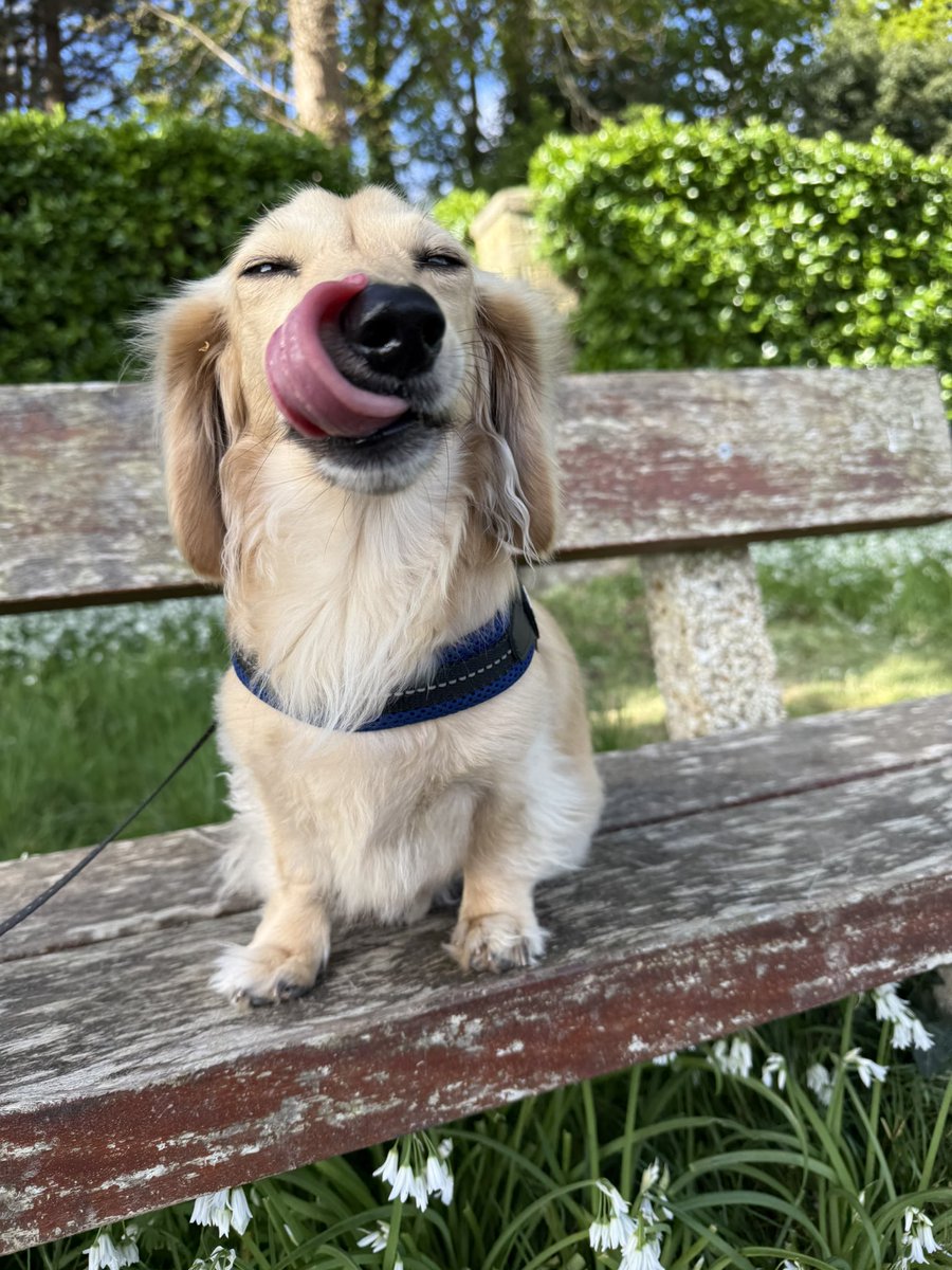Jette (Ministerin für Fressangelegenheiten) tweet media