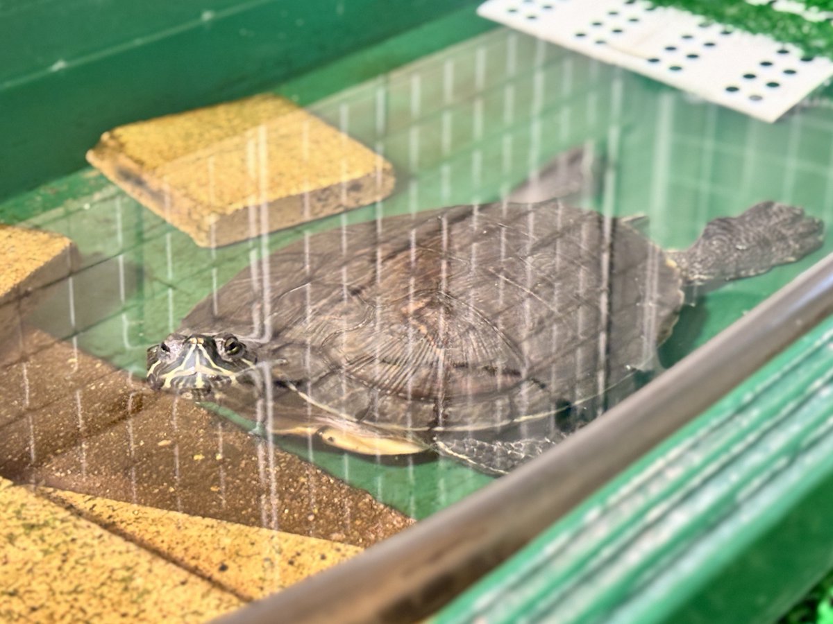 田中さん🐢 tweet media