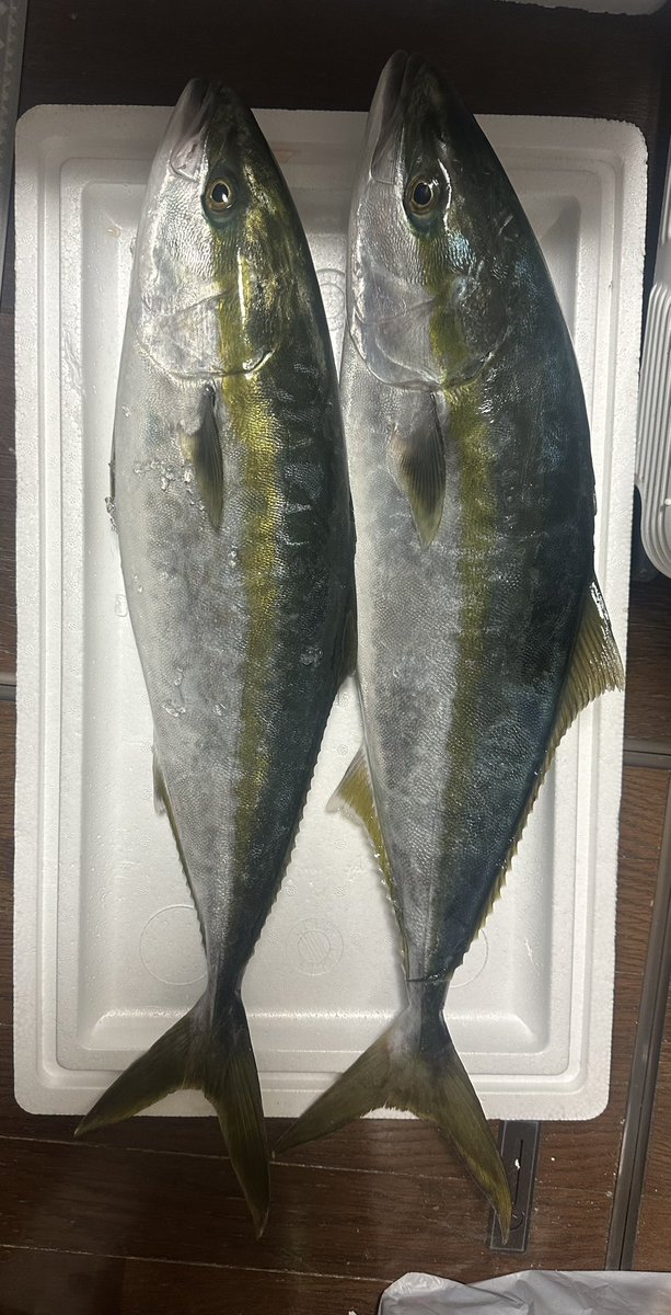 MASA/koi tweet media