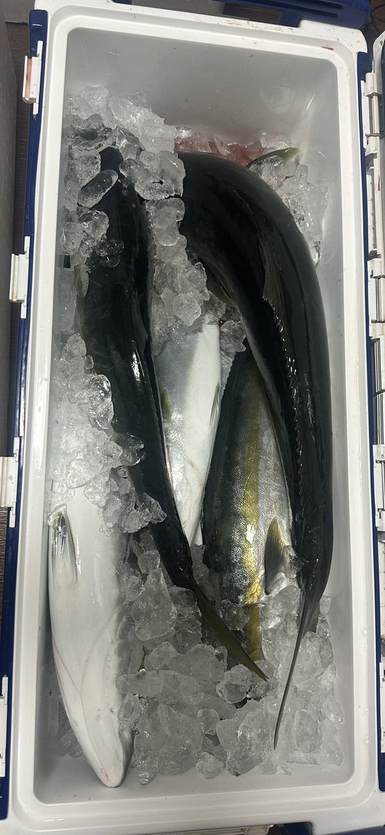 MASA/koi tweet media