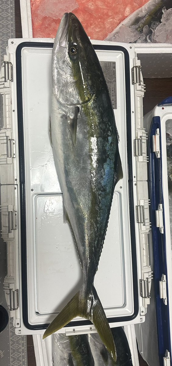 MASA/koi tweet media