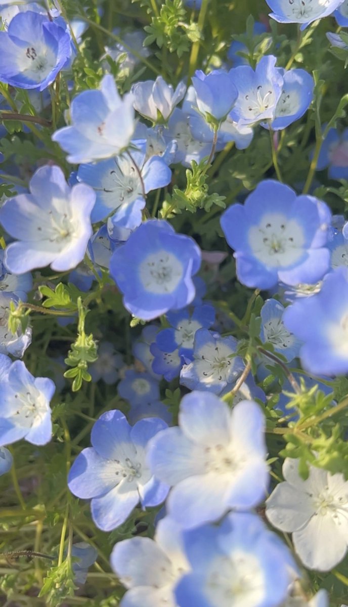 なのちゃん tweet media