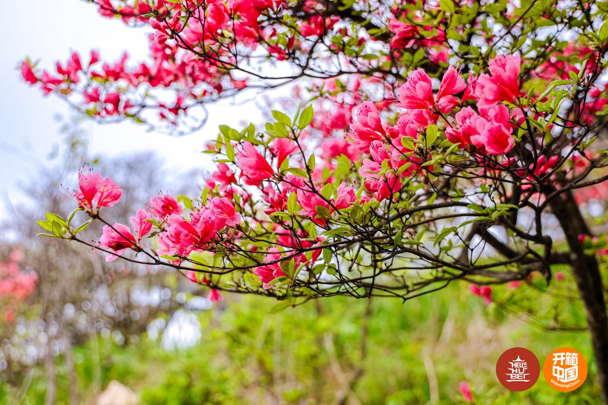ChinaDaily's tweet photo. Guifeng Mountain in #Hubei province welcomed a group of international travelers on Saturday with its renowned azalea blossoms in bloom.
April marks the peak flowering season for its mountain azaleas, which paint the landscape with vibrant colors. #HubeiCulture #SpringByYangtze #CulturalJourney #ChinaBound @hellohubei_
Visit China Bound for a WOW China experience. https://t.co/cSZfOHQckM
