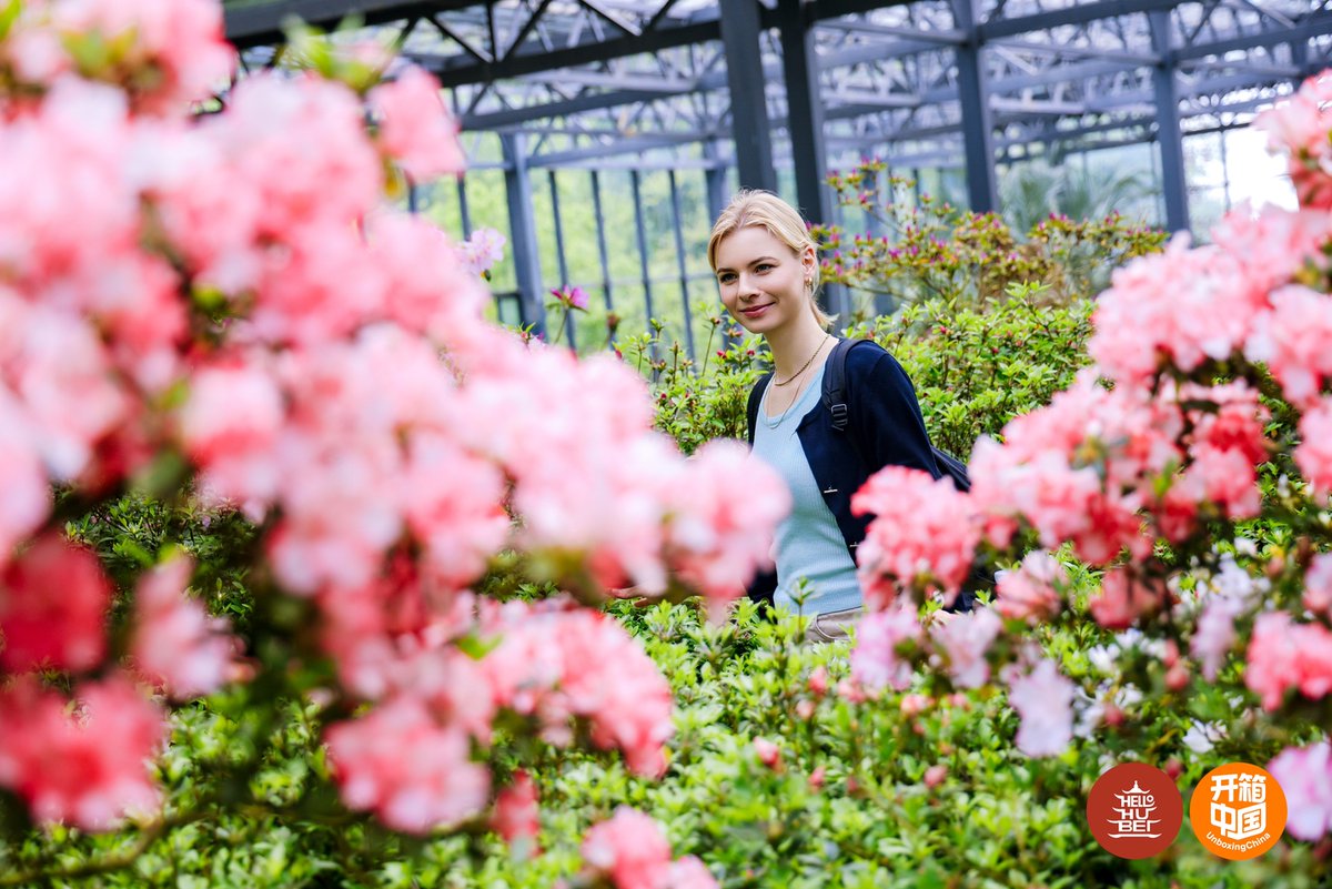 ChinaDaily's tweet photo. Guifeng Mountain in #Hubei province welcomed a group of international travelers on Saturday with its renowned azalea blossoms in bloom.
April marks the peak flowering season for its mountain azaleas, which paint the landscape with vibrant colors. #HubeiCulture #SpringByYangtze #CulturalJourney #ChinaBound @hellohubei_
Visit China Bound for a WOW China experience. https://t.co/cSZfOHQckM