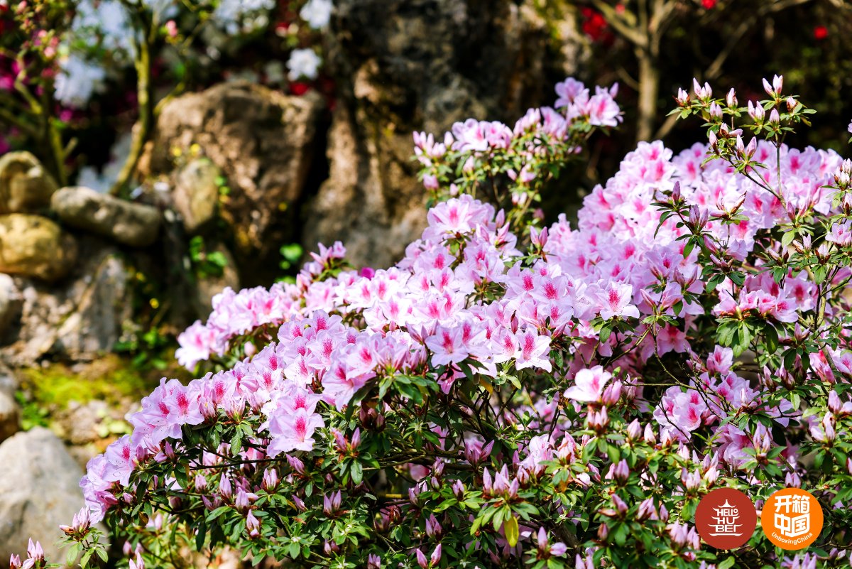 ChinaDaily's tweet photo. Guifeng Mountain in #Hubei province welcomed a group of international travelers on Saturday with its renowned azalea blossoms in bloom.
April marks the peak flowering season for its mountain azaleas, which paint the landscape with vibrant colors. #HubeiCulture #SpringByYangtze #CulturalJourney #ChinaBound @hellohubei_
Visit China Bound for a WOW China experience. https://t.co/cSZfOHQckM