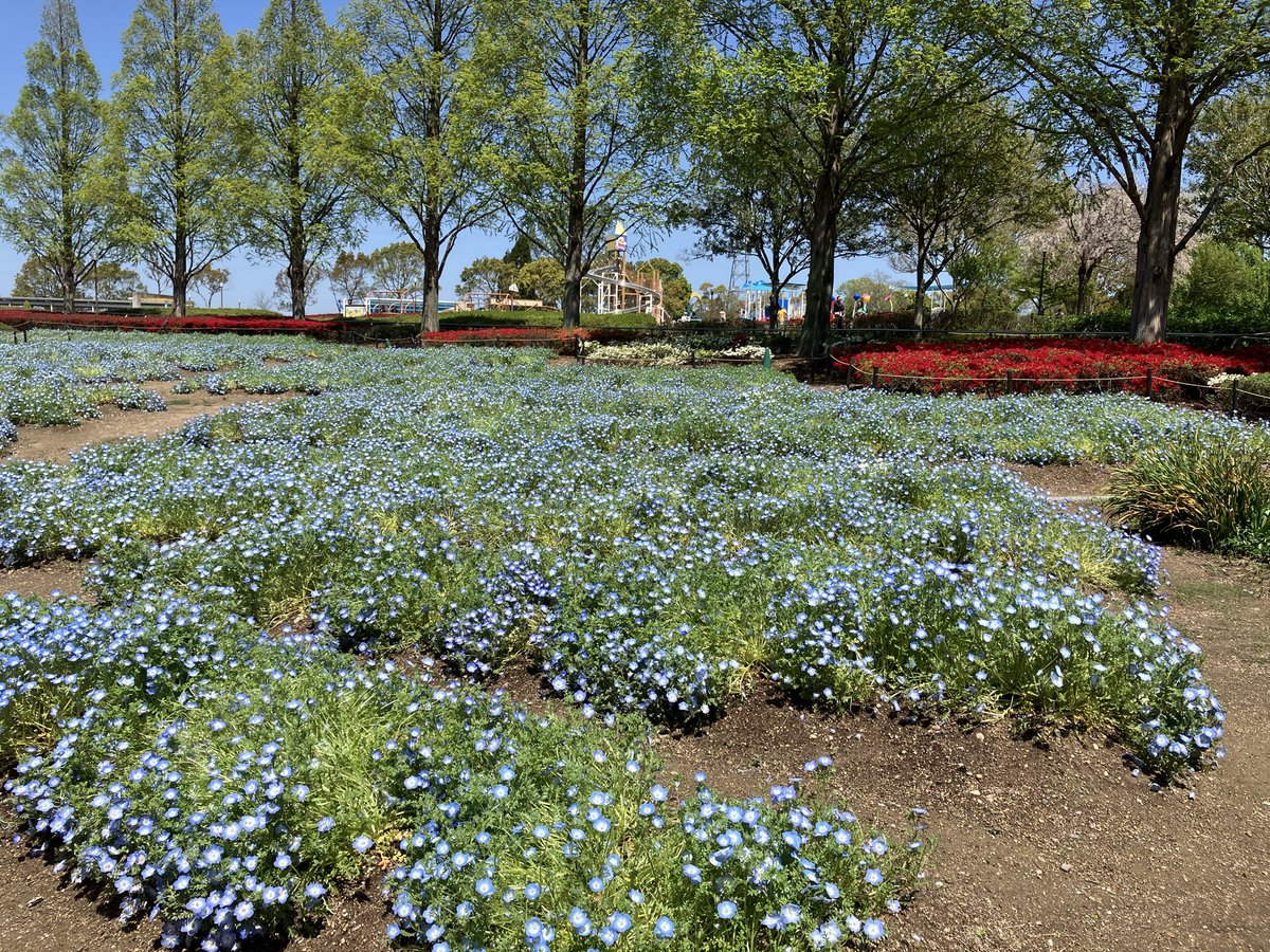 wagausa's tweet photo. こんばんは

小野市の、ひまわりの丘公園のネモフィラです。 https://t.co/EXFo7UtPh2