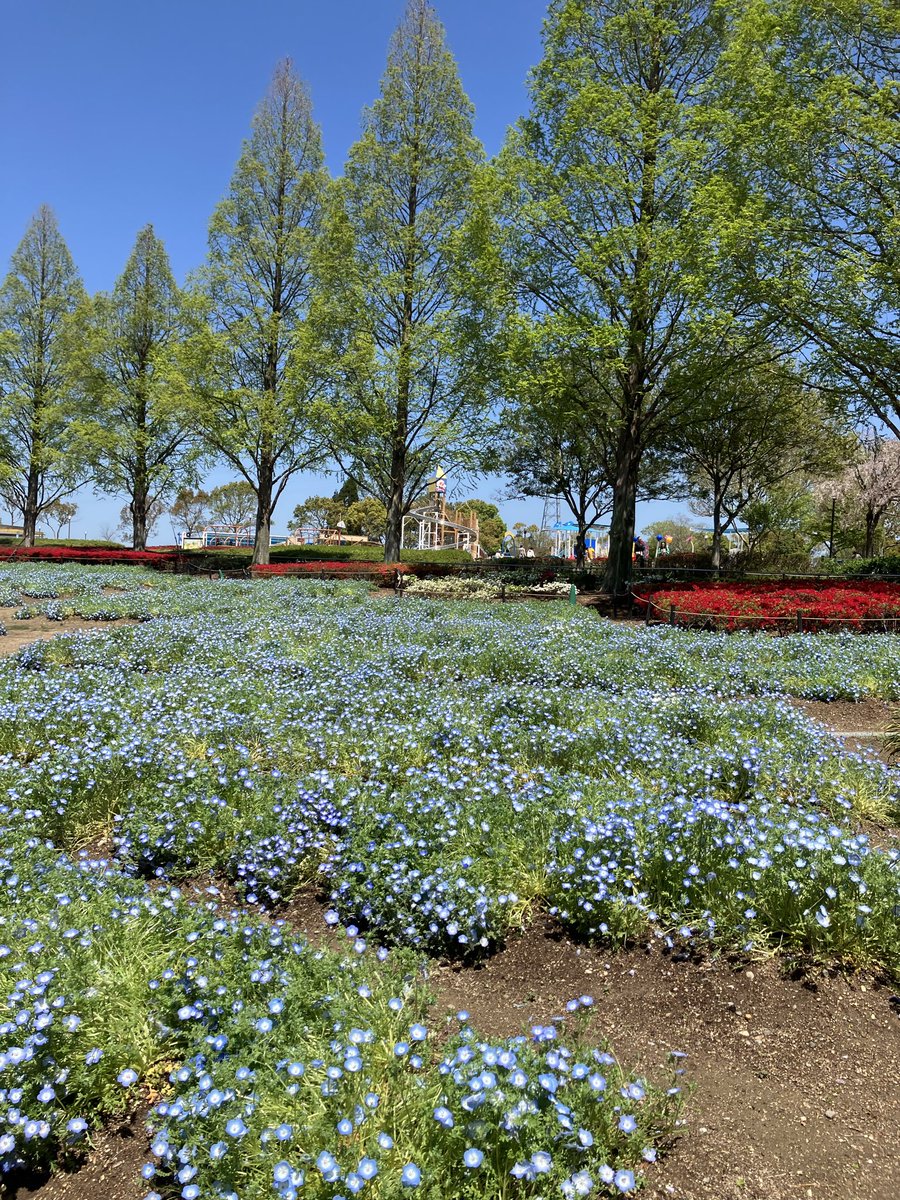 wagausa's tweet photo. こんばんは

小野市の、ひまわりの丘公園のネモフィラです。 https://t.co/EXFo7UtPh2