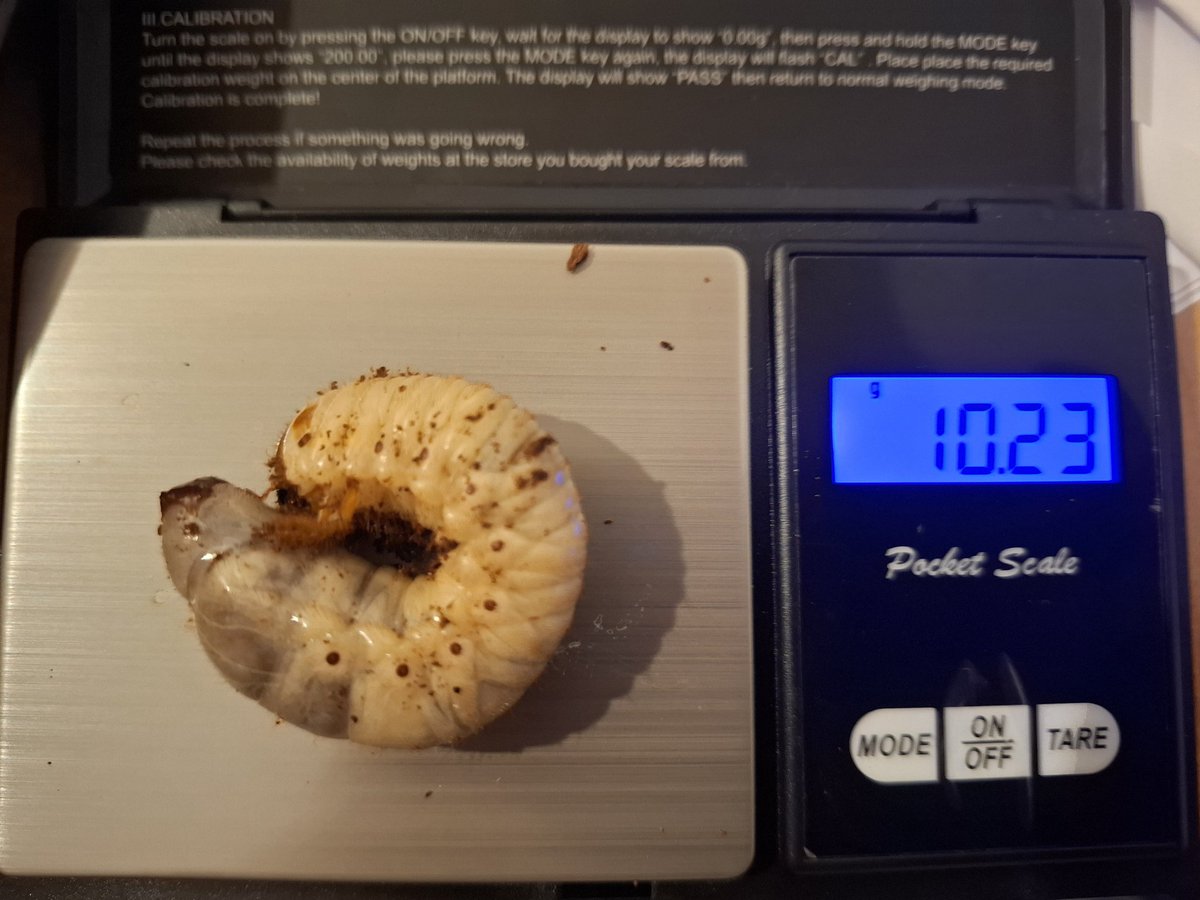 Spinzo🪲🏳️‍🌈🍉 tweet media