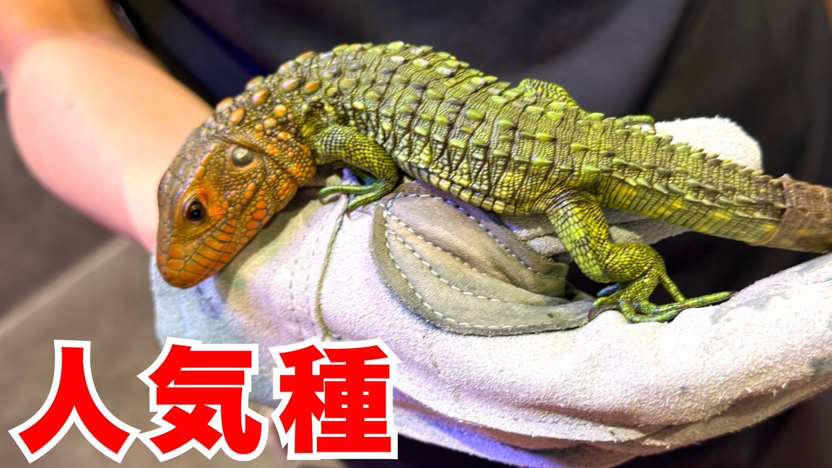 ▼YouTube更新

ワニのような可愛いトカゲが飼育できるとは...!!
youtu.be/s4h-Je4PkL8