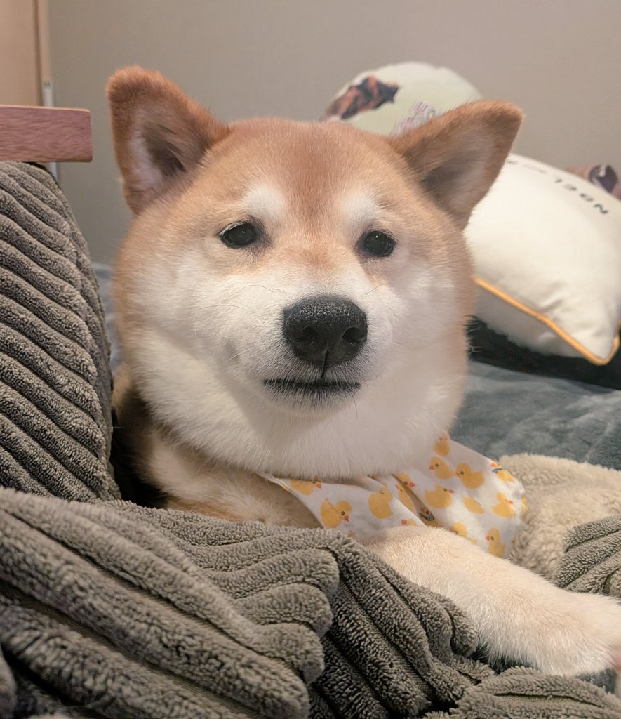 SteveFugudis's tweet photo. (  ･᷄֊･᷅ )ﾌｯ https://t.co/IIE4mvRbA8