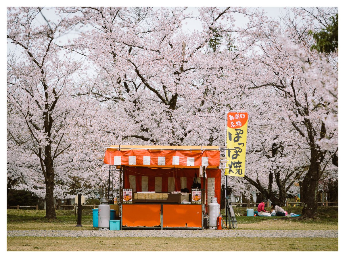 Photo__Life_'s tweet photo. 新潟桜スナップ https://t.co/UIfCp2EY35