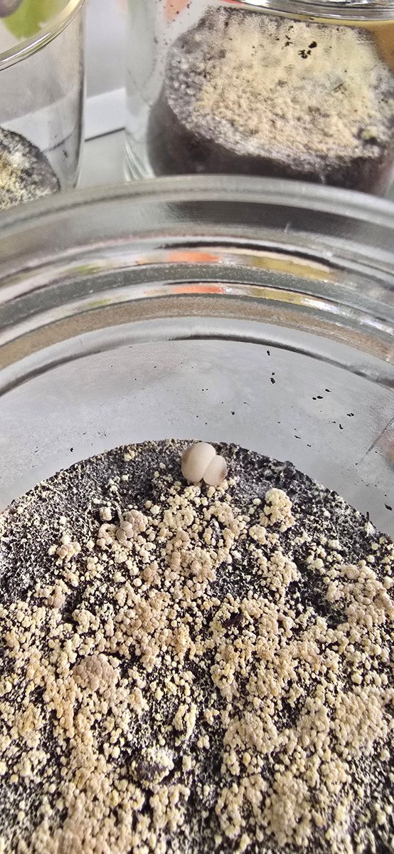 Rossa😈瑞穂 tweet media