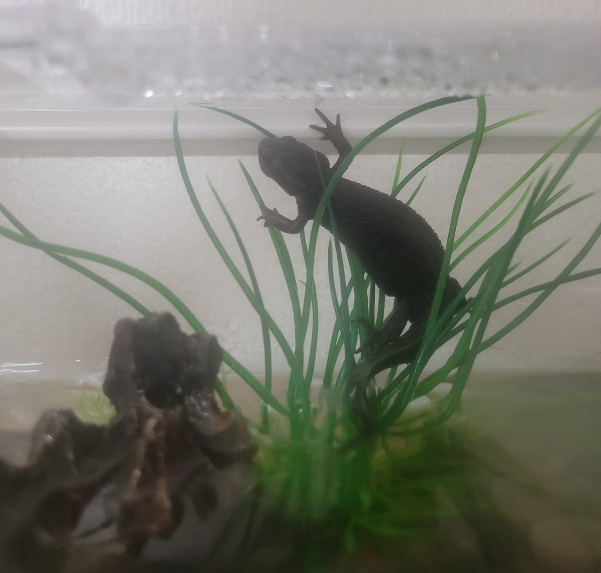 うぱまる tweet media