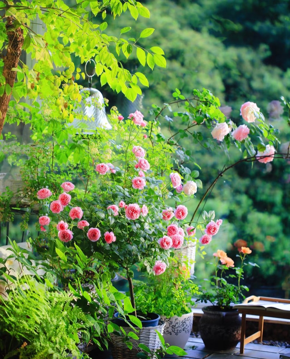 pankaj_mandwe's tweet image. Sunshine, iced coffee u0026 a good book—this is how I recharge my soul.  #ChillVibes #MeTime