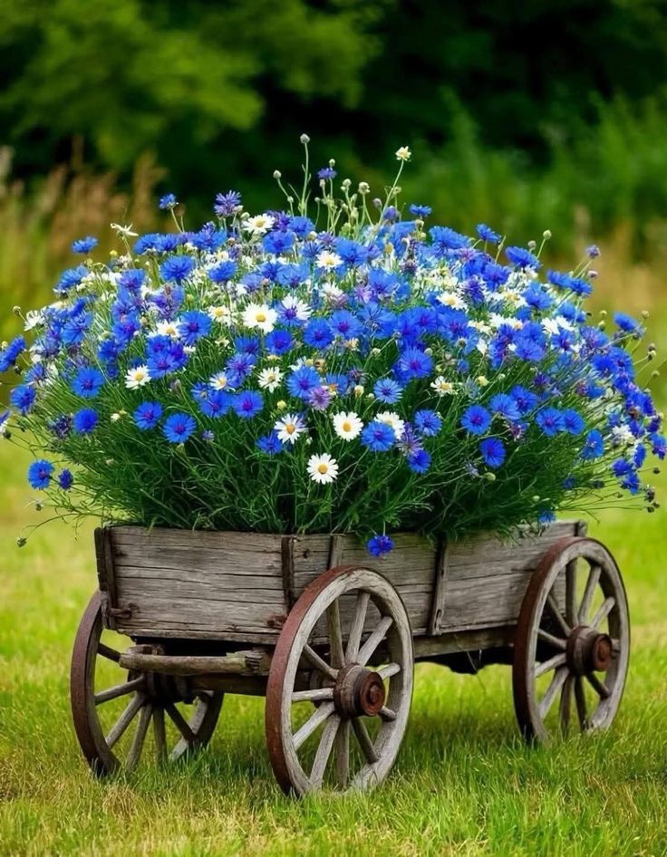 Nature's Canvas tweet media