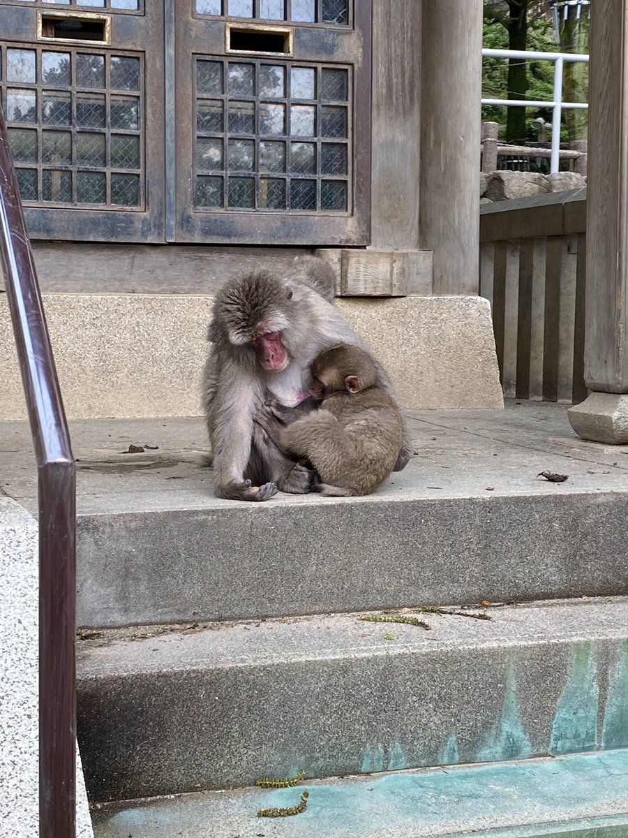 いちぎゅん(ichigyun) tweet media