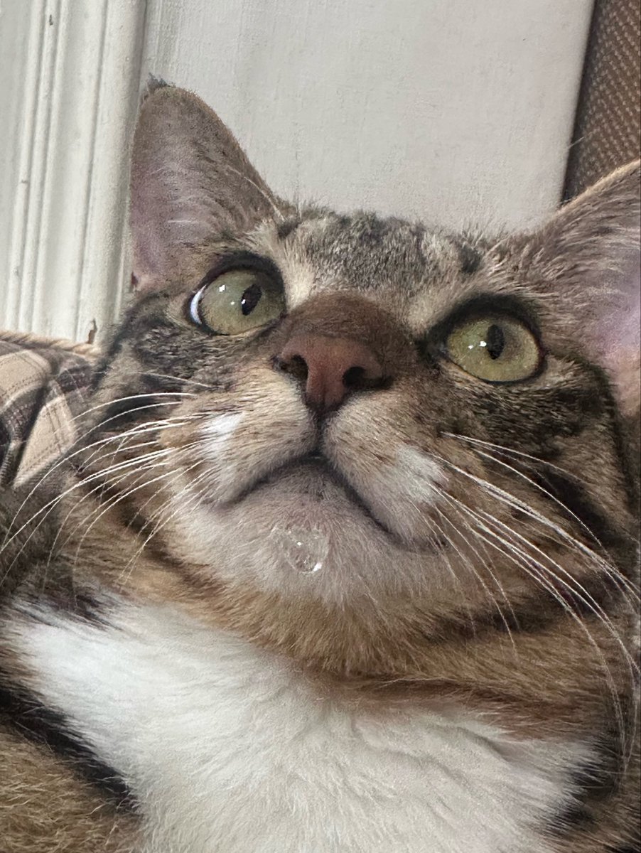 코냥이 금비 tweet media