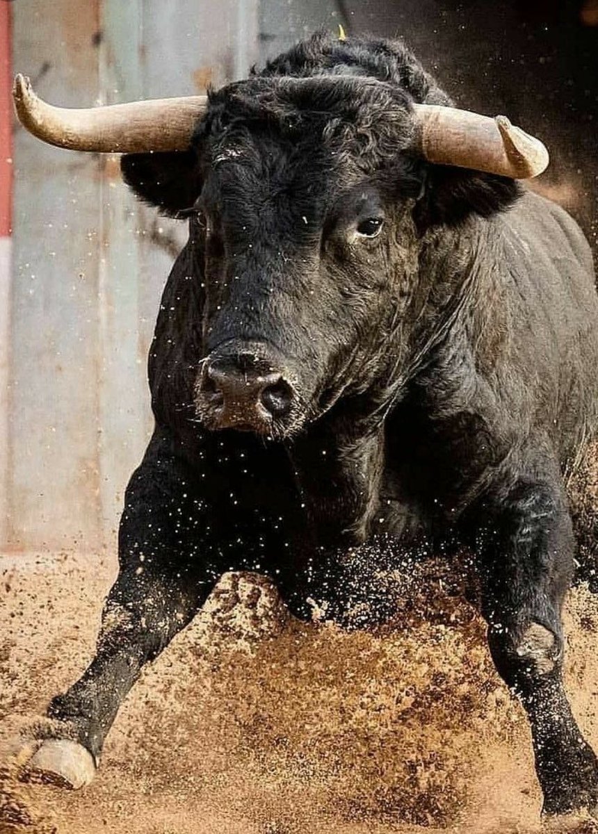 Beard Vet tweet media