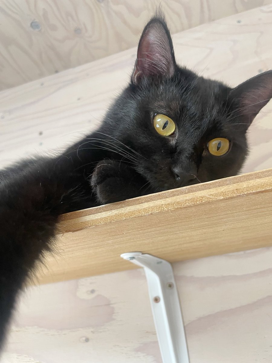 caaaaat_kk's tweet photo. 試験が無事に終わったので、保護猫カフェへ🐈 膝にのってくれる子がいて幸せでした🥹

次の試験は神経！ 「機序と部位で整理するといい」と先生に言われたので 授業で習った疾患は自分で表に分類して ・病態 ・症状 ・検査 ・治療 を単語で書き出すように勉強しています📖
けっこう良いです👍 https://t.co/BrKZqlMuc8