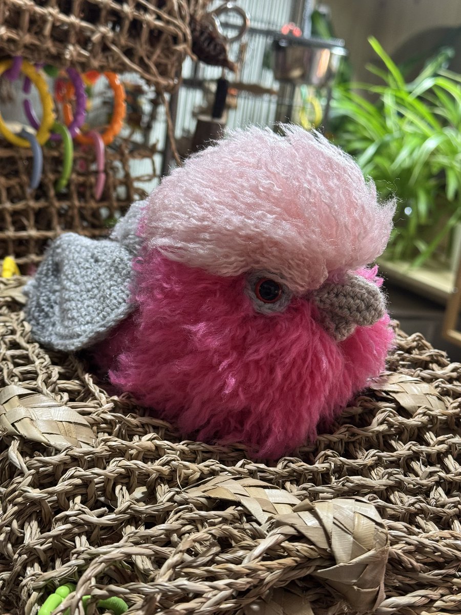 Azusa Kawamura🇯🇵✈︎🇦🇺 英語学習11年目/シドニー5年目🕊 tweet media