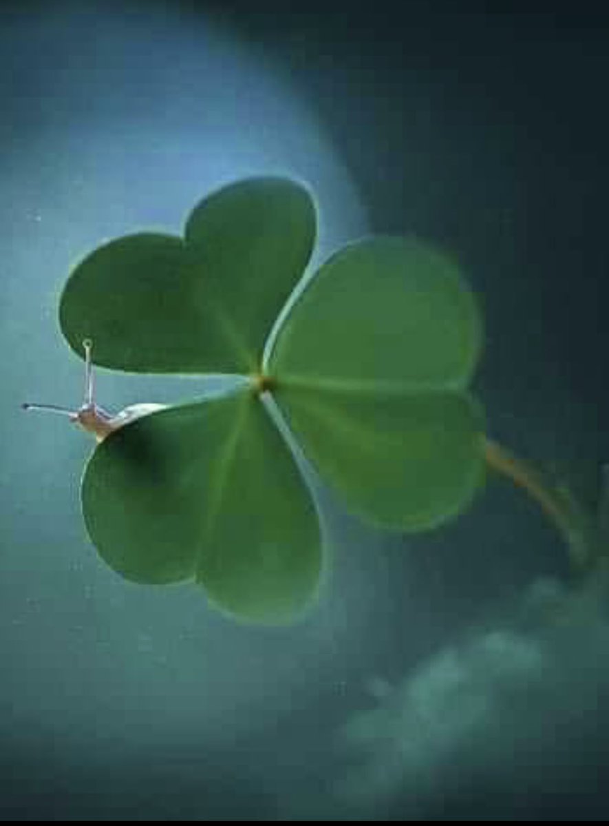 Sylvie Bert tweet media