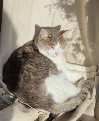 MissingTarn81's tweet image. 18.04.26 Perdue chatte blanc/tigré à Carmaux (rue du Languedoc). "Cannelle". Tél : 07 86 34 98 99 ou contact facebook.com/profile.php?id… #Tarn #chat