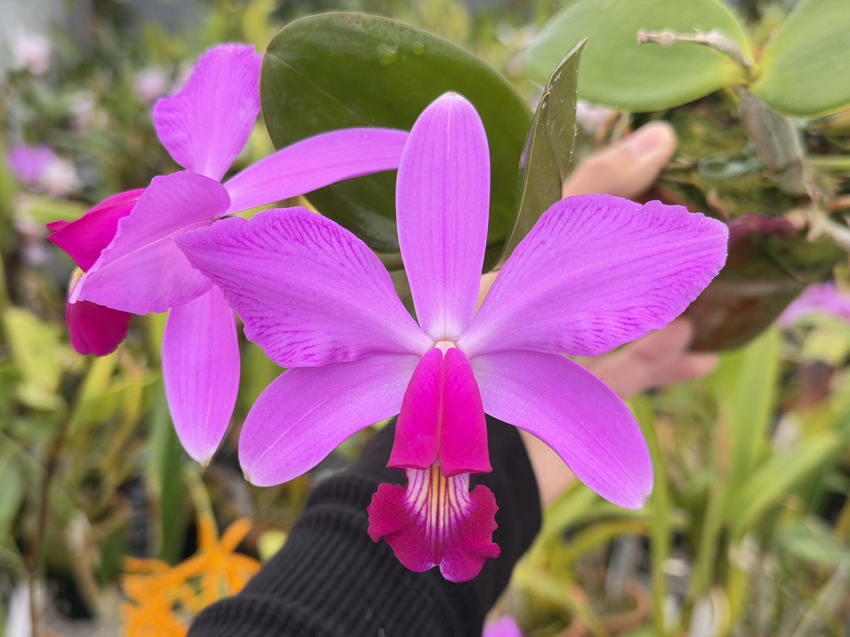 FlorestaAoi tweet media