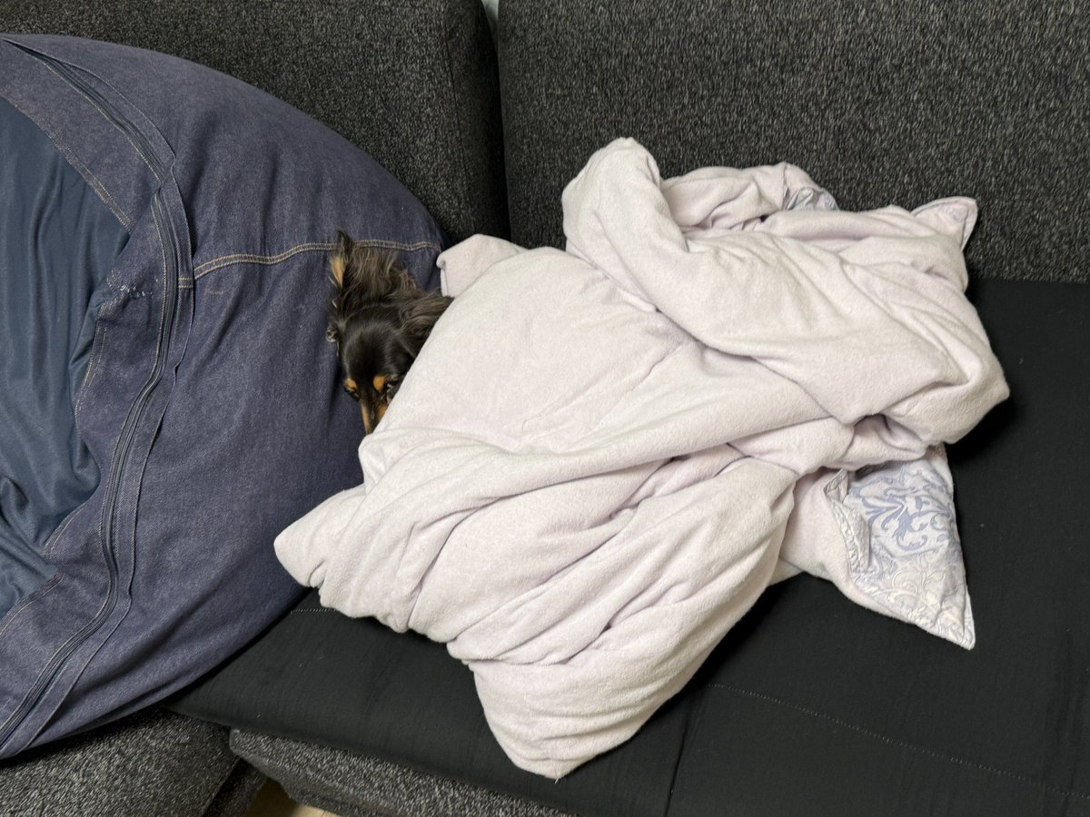 【こうちゃん家】ダックス、ダックス、ときどきゴールデン tweet media