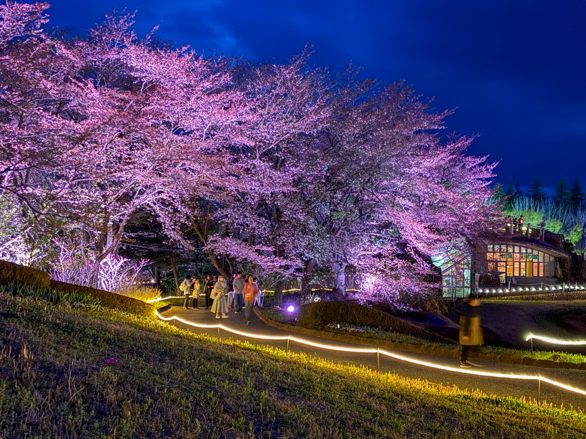 夜桜🌸4/19(日) 最終日】夜桜ライトアップ「みちのく花明かり」 は明日