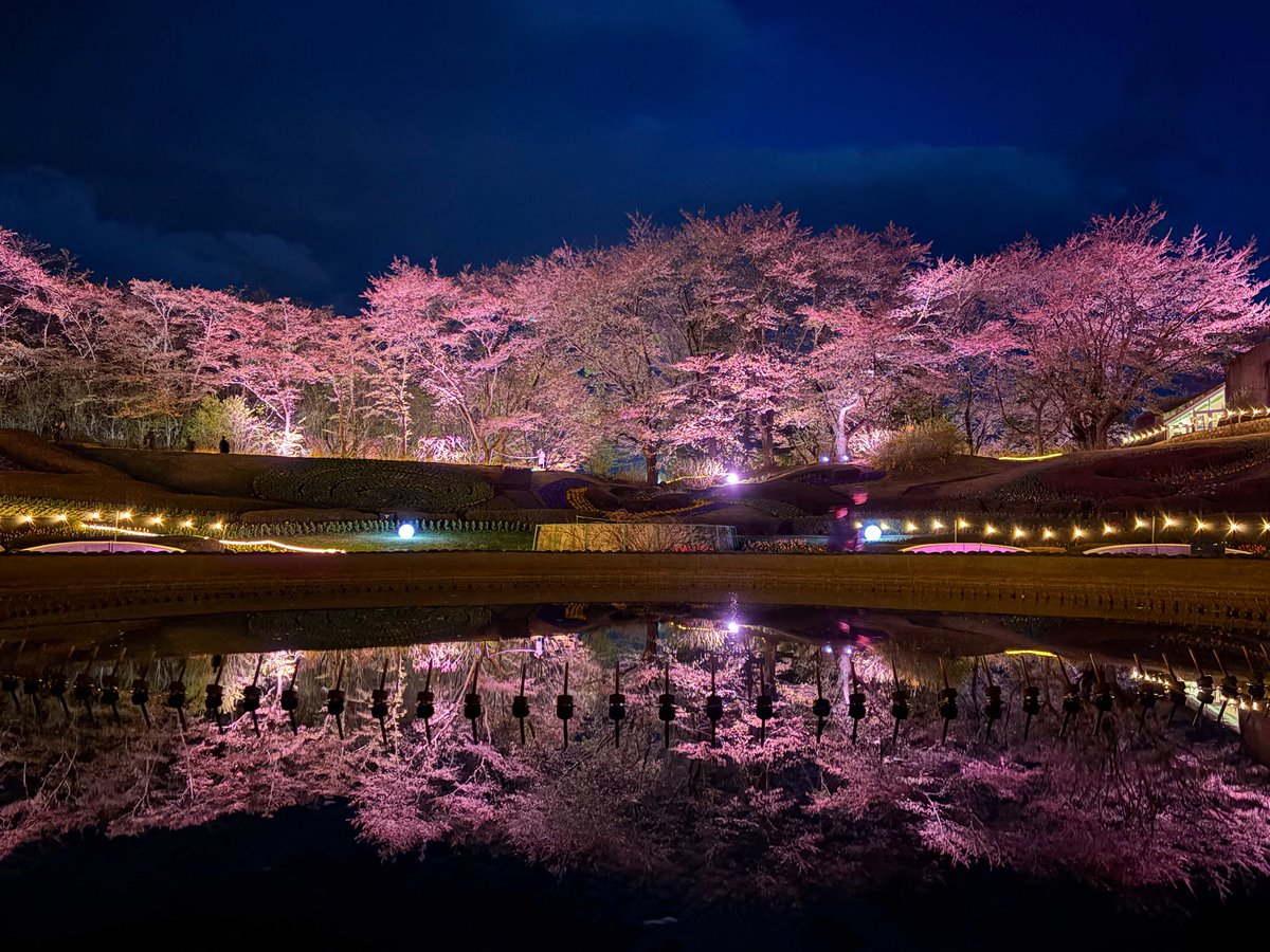 夜桜🌸4/19(日) 最終日】夜桜ライトアップ「みちのく花明かり」 は明日