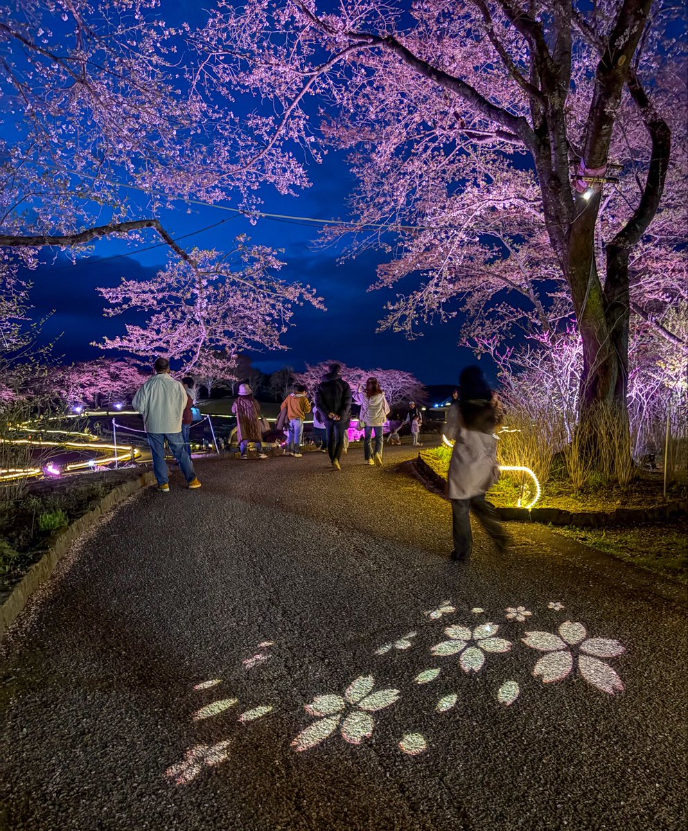 夜桜🌸4/19(日) 最終日】夜桜ライトアップ「みちのく花明かり」 は明日