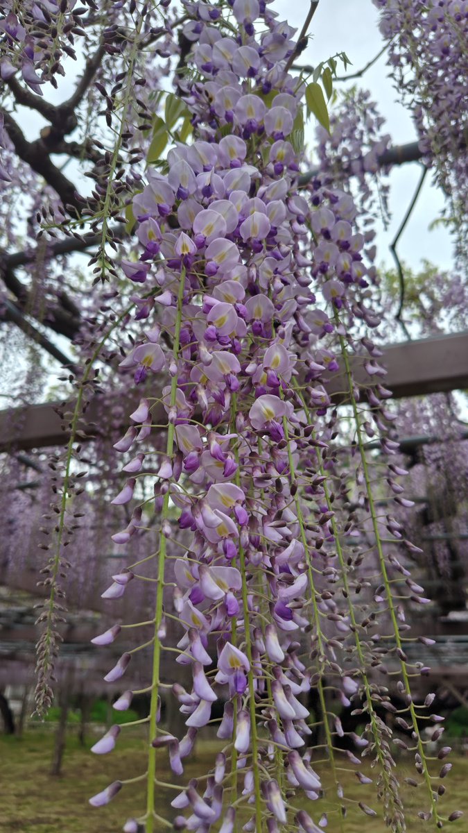 みゅう tweet media