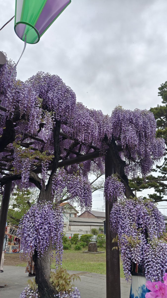 みゅう tweet media