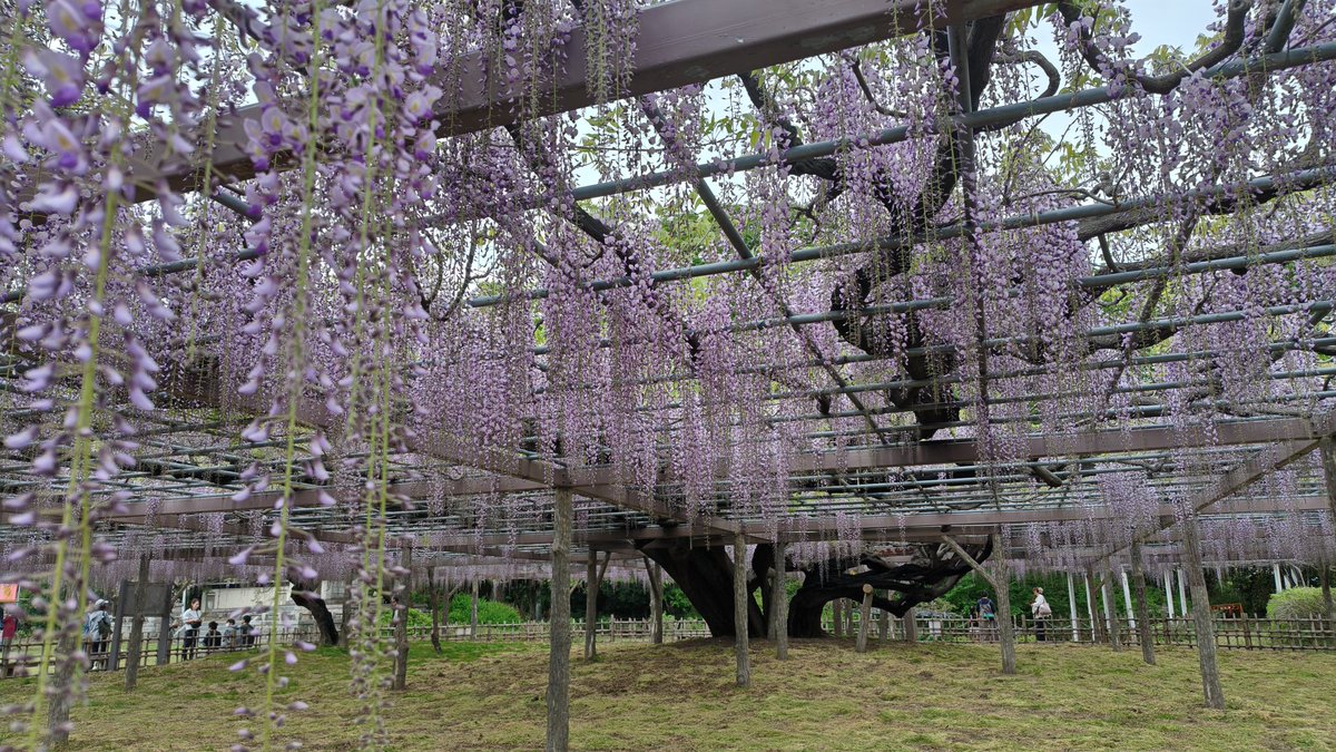 みゅう tweet media