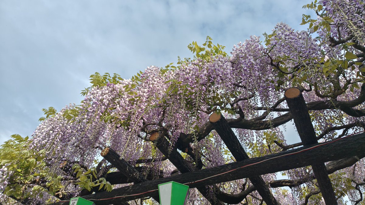 みゅう tweet media