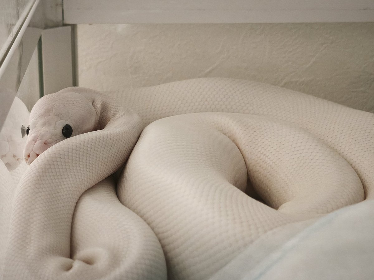 今日の餅の化身