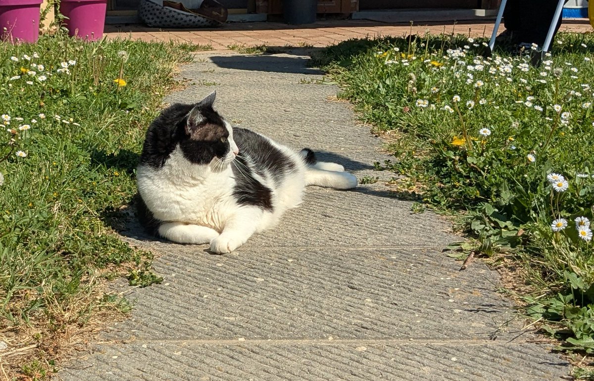 TrattoMale 🇵🇸🗣 tweet media