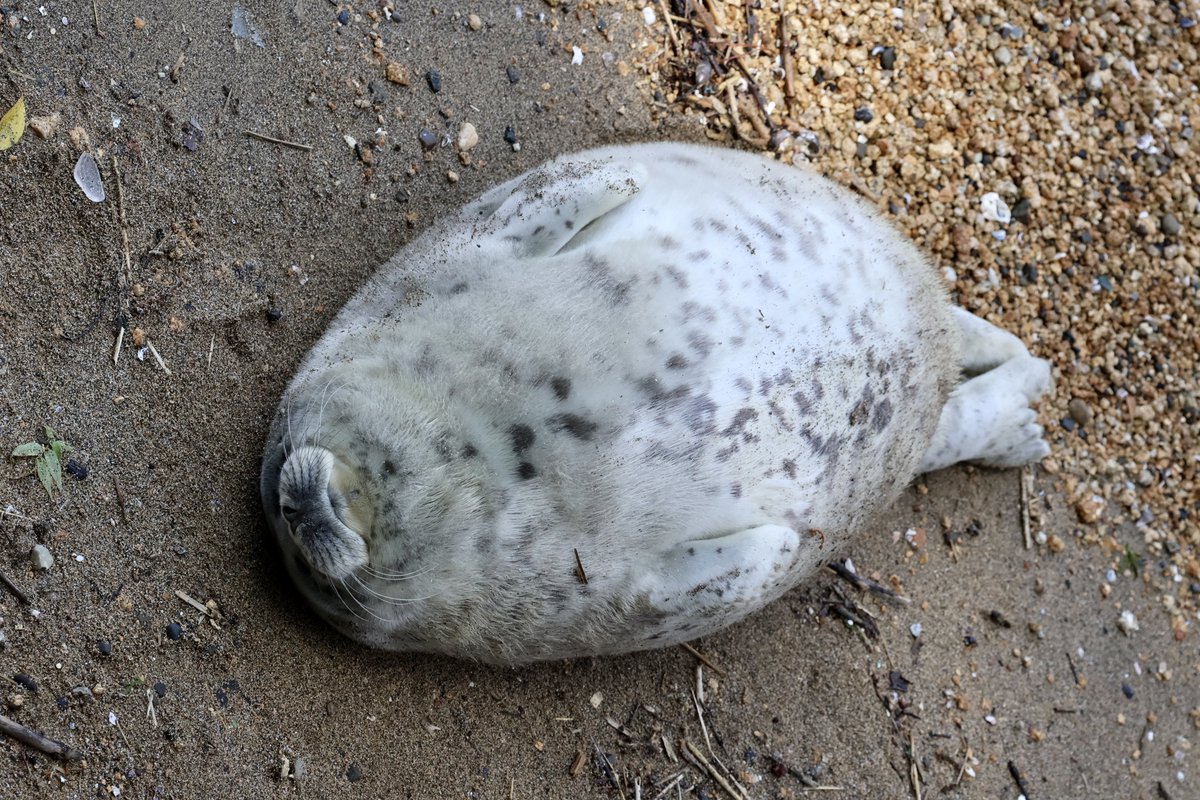 コゴト tweet media