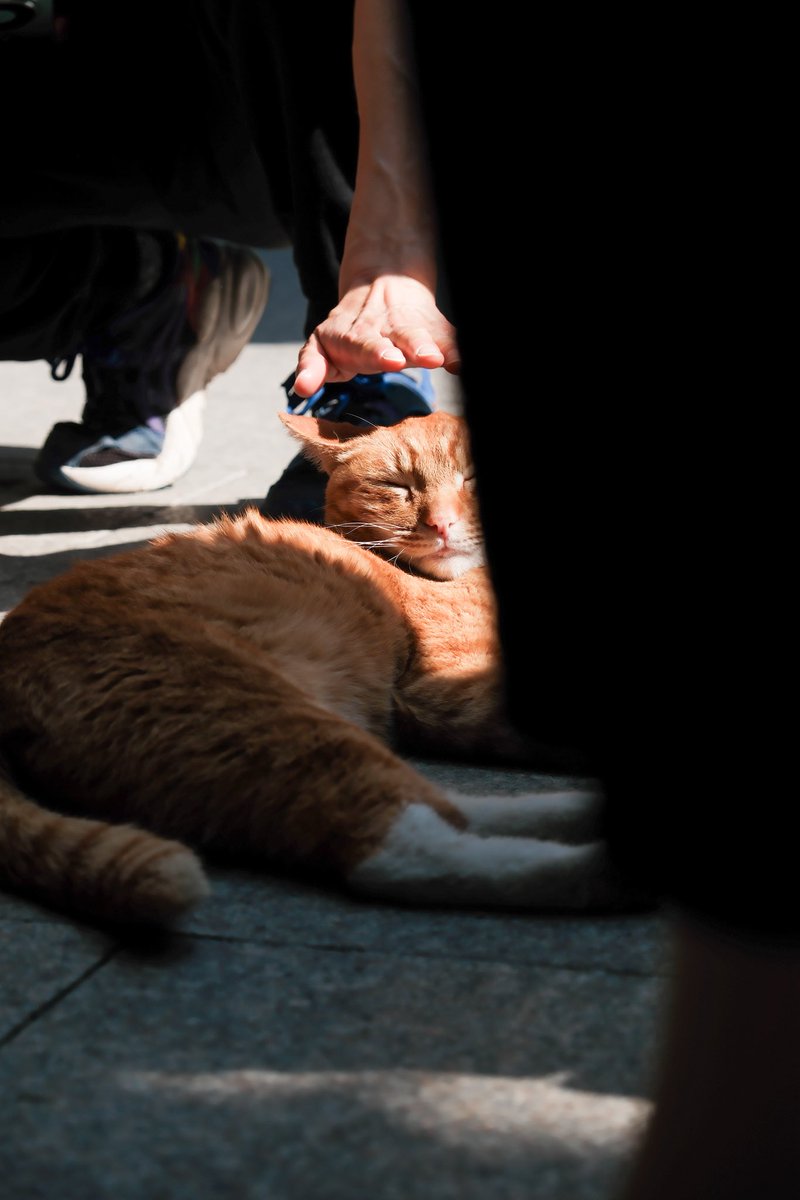 Jucha789's tweet photo. 猫猫也很可爱 https://t.co/6GhBiCUB0d