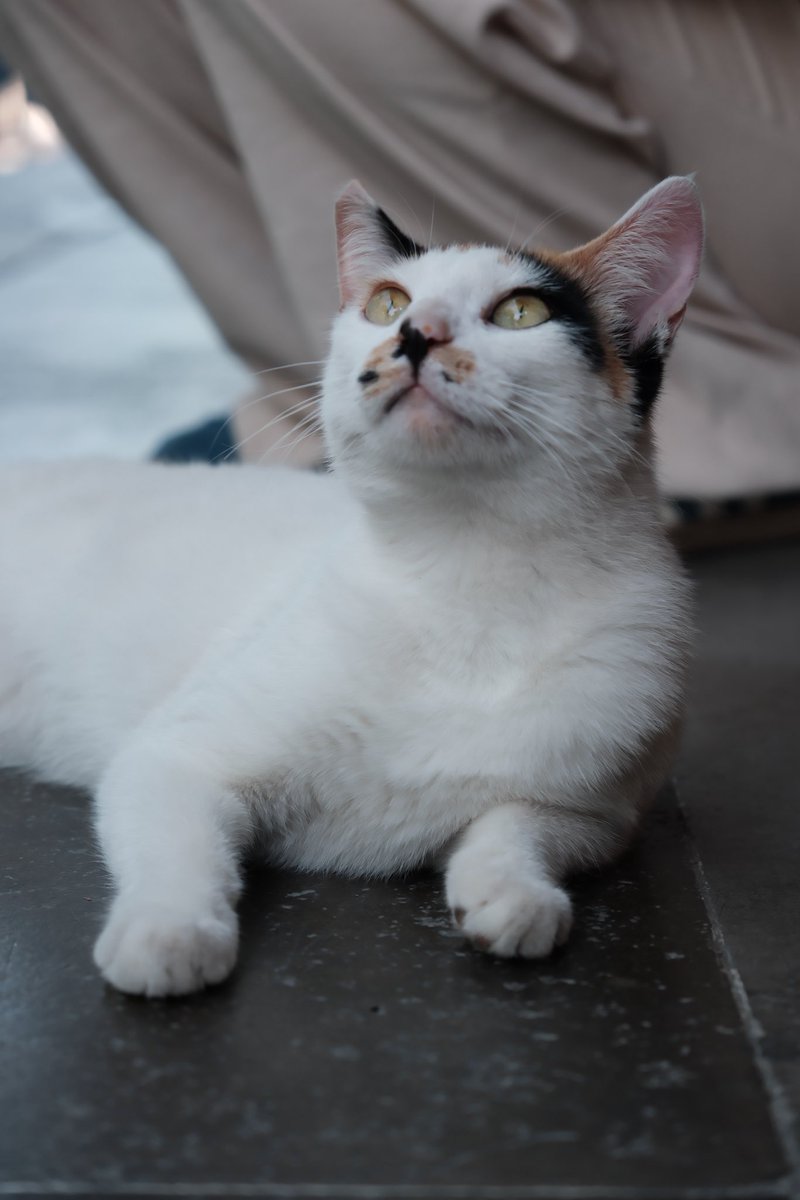 Jucha789's tweet photo. 猫猫也很可爱 https://t.co/6GhBiCUB0d