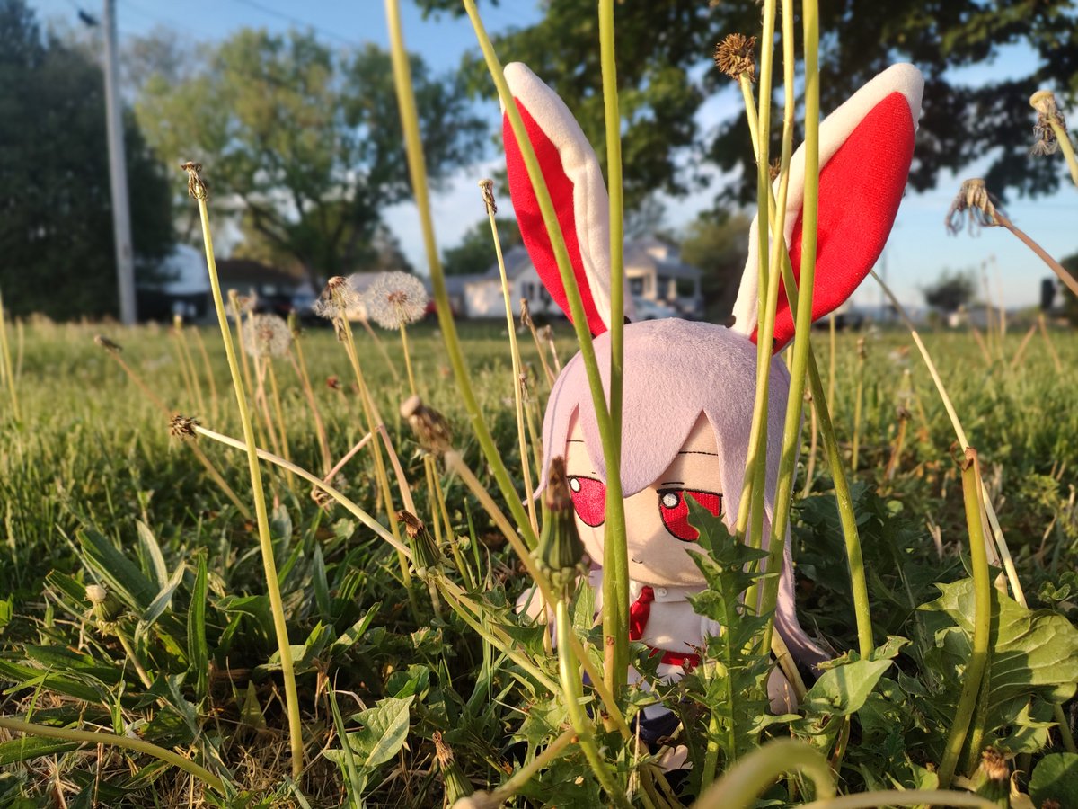 InvisFriend135's tweet photo. The wild bnuuy uses their ears to sense their prey from within the dandelions >:3 #fumo 
- 4/18/26 https://t.co/xv6FGoDoun