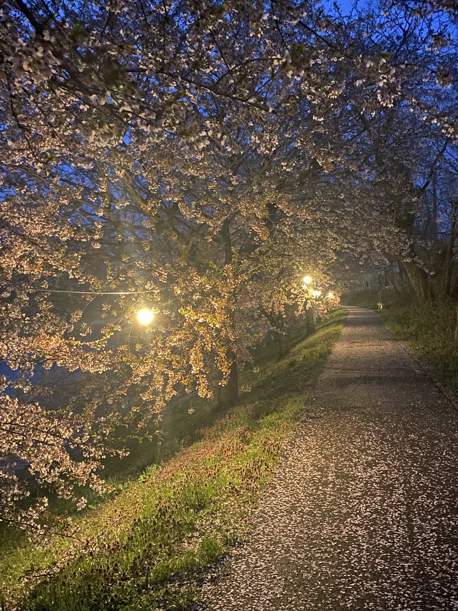 秋田山王男 tweet media